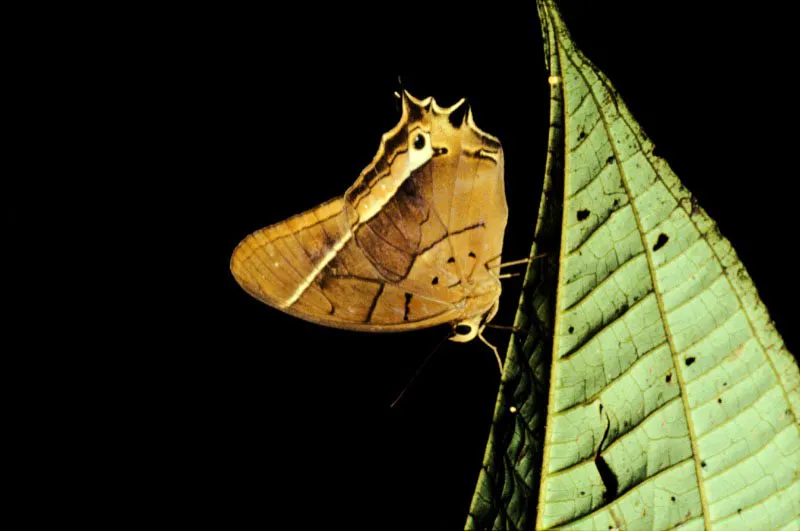 Antirrhaea miltiades.
Habita alturas inferiores a los 500 metros en selvas húmedas del Pacífico. Especie solitaria, que vuela a través del piso de la selva. Los machos se encuentran en los mismos sitios por varias semanas. San José del Palmar, Chocó. 1.000 m.