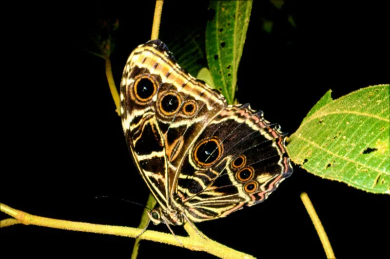 Morpho granadensis.
Su cara superior es azul metálico muy llamativo. Ventralmente es muy dibujada y cuando está sentada pasa inavertida. Busca la fruta fermentada para alimentarse. Istmina, Chocó. 200 m.