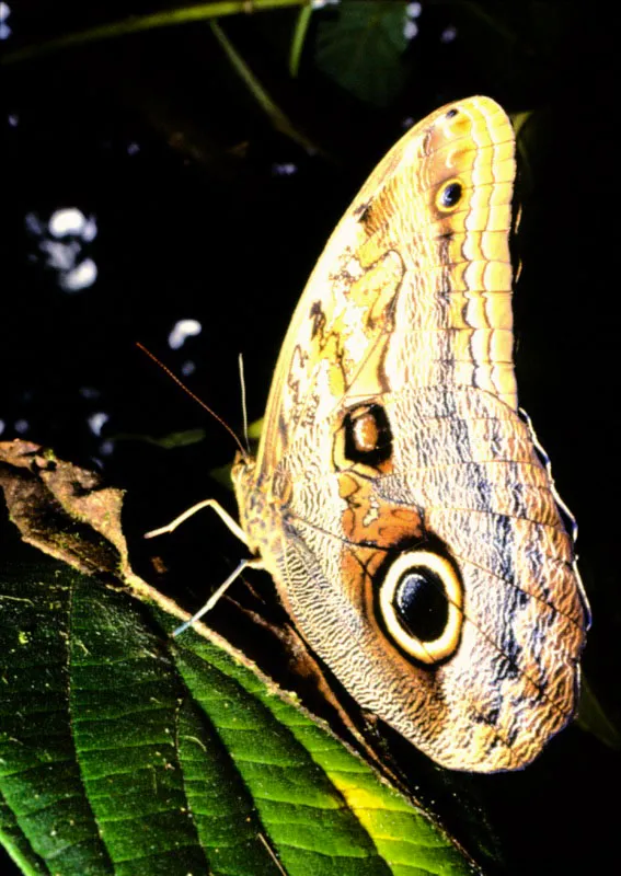 Caligo idomeneus.
En el reverso de las alas de los Caligo se parecen mucho entre sí. Algunos son muy territoriales. Muchos pájaros se mantienen alejados de sus “ojos”, que se asemejan a un búho. Playa de Oro, Chocó. 150 m.