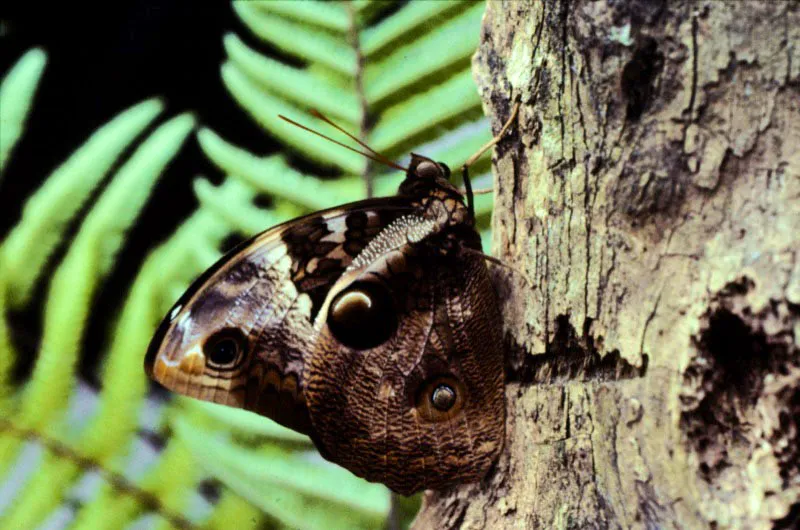 Opsiphanes tamarindi.
Las mariposas que pertenecen al género Opsiphanes se nutren, durante su estado de oruga, de palmas
silvestres. Santa Cecilia, Risaralda.
300 m.