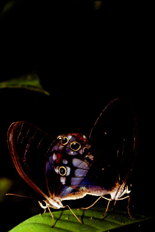 Haetera macleannania.
Dentro de la subfamilia Satyrinae se destaca el género Haetera, que tiene alas anteriores
transparentes y una delicada tonalidad en las posteriores. Utría, Chocó. 200m.