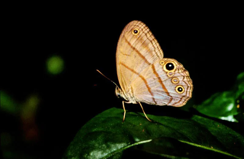 Euptychia arnaea
La cara superior de la Euptychia arnaea tiene una tonalidad azul; el reverso posee pequeños ocelos que caracterizan mucho al género. Darién, Chocó. 200 m.