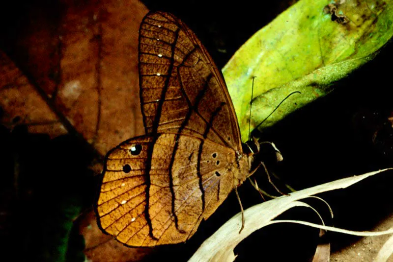 Pierella luna lesbia.
Habitan las selvas húmedas y cálidas en el Chocó. Sus orugas se alimentan de hojas de heliconiáceas y marantáceas. Guarato, Chocó. 300 m.
