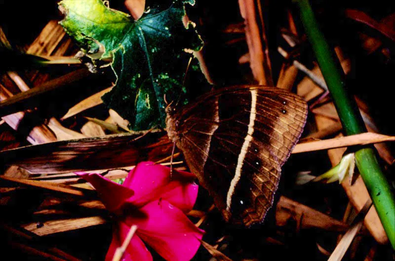 Taygetis lineata.
Especie frecuente en el bosque del cinturón cafetero del país. Sus orugas se alimentan de gramíneas. Los adultos son vistos volando a ras del suelo o en los bordes de las quebradas. San Antonio del Chamí, Risaralda. 1.700 m.