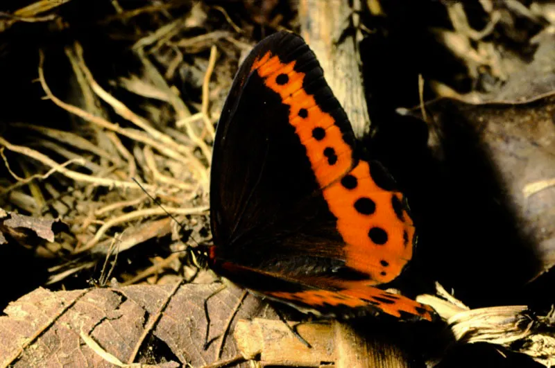 Oxeochistus simplex.
Busca el chusque (chusquea sp.) como planta nutricia. Son comunes por los caminos de herradura. Bocatoma, Manizales. 2.300 m.