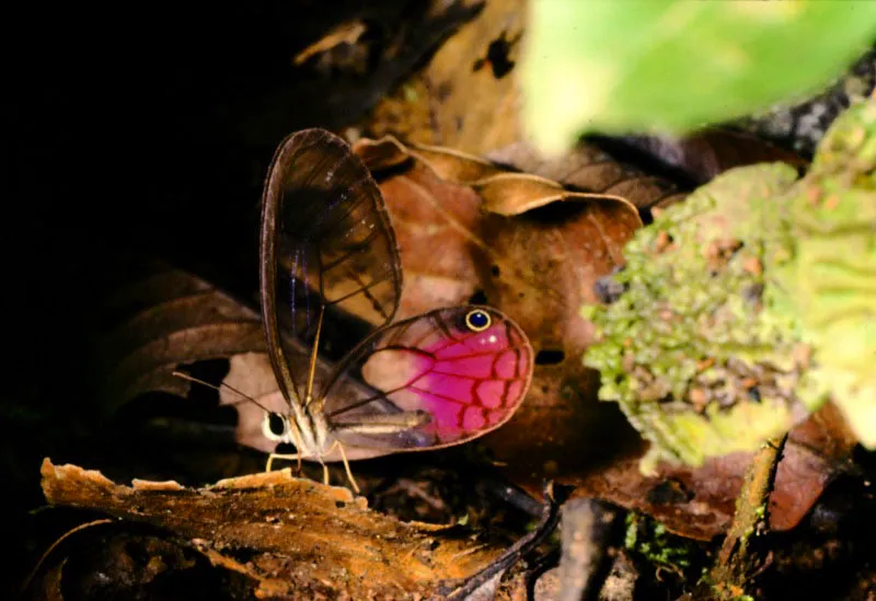 Cithaerias pyritosa.
Es una de las especies más fantásticas de nuestras mariposas. Las encontramos en las selvas del Caquetá y Putumayo asociadas a veces a las hormigas legionarias
que la protegen
indirectamente. Orito. Putumayo 300 m.