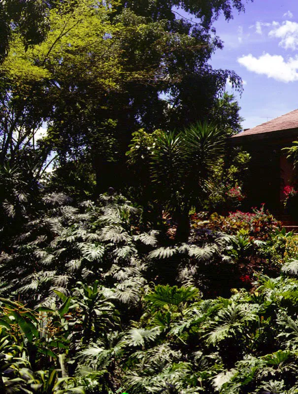 Medelln, Antioquia. La penumbra del corredor, elemento caracterstico de unin entre el jardn y la casa de clima medio, contrasta con la luminosidad del jardn. Con una notable sobriedad en el manejo del color y el nfasis puesto en los contrastes de texturas y tonalidades del verde, se ha logrado captar aqu un vivo ejemplo de la riqueza de los ecosistemas del neotrpico americano. Claudia Uribe Touri