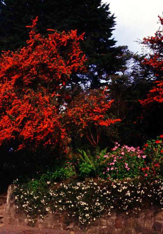 Bogotá. El flamígero holly parece abrir sus fauces para engullir al eventual caminante que ose subir la escalera. Al fondo, la silueta adusta del pino y, abajo, la suavidad del manto de la Virgen y los geranios. Interesante contraste, poco usual en el verde y monótono altiplano. Claudia Uribe Touri