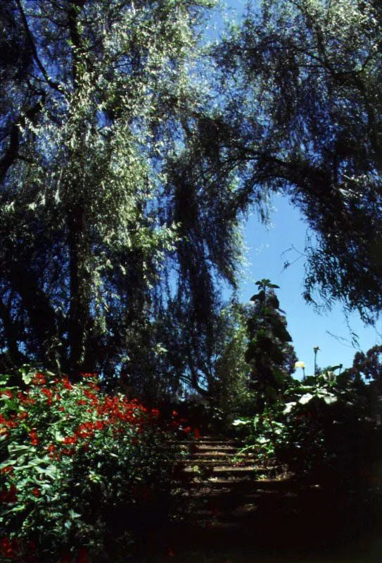 Tabio, Cundinamarca. Son frecuentes en nuestro país los jardines que, con notable economía de elementos, logran conjuntos de elevado valor estético y fácil conservación, gracias al adecuado equilibrio de los componentes que evita interferencias entre sus necesidades vitales.
Claudia Uribe Touri