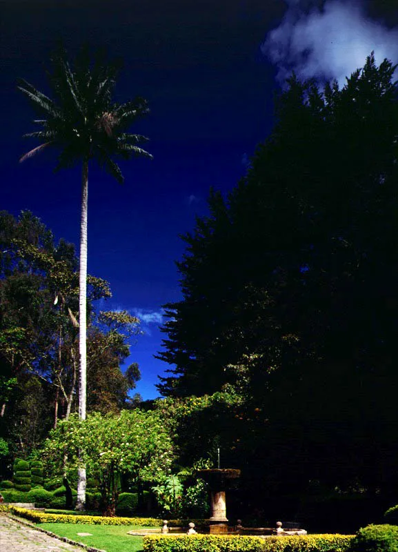 Museo El Chic, Bogot.  L a palma siempre ha sido simblica de la vegetacin tropical de climas clidos. La excepcin es la palma de cera del Quindo, que tanto impresion a Humboldt y otros viajeros menos famosos en unos siglos en que el hombre an conservaba la capacidad de maravillarse, al verla en agrupaciones gigantescas en el paso de La Lnea, a ms de 3.000 metros de altura. Su estpite blanco con anillos negros, de ms de 60 metros de altura, sobresala con facilidad por encima del dosel del bosque, como sobresalen las palmas de este jardn. La palma de la cera es no slo la especie que crece a mayor altura sobre el nivel del mar, sino tambin la que alcanza una mayor talla en el mundo. No es extrao, entonces, que el Congreso de la Repblica, en su sabidura, la haya declarado rbol nacional de Colombia, aun sin serlo, pues la caracterstica botnica de un rbol es que posee un tronco leoso, mientras que el estpite de las palmas est formado por una solidificacin de los pecolos de las hojas, por lo cual las palmas se clasifican como plantas herbceas, a pesar de su gran tamao.  Claudia Uribe Touri