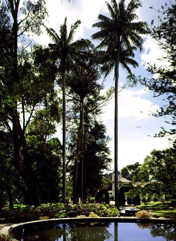 Museo El Chicó, Bogotá. L a palma siempre ha sido simbólica de la vegetación tropical de climas cálidos. La excepción es la palma de cera del Quindío, que tanto impresionó a Humboldt y otros viajeros menos famosos en unos siglos en que el hombre aún conservaba la capacidad de maravillarse, al verla en agrupaciones gigantescas en el paso de La Línea, a más de 3.000 metros de altura. Su estípite blanco con anillos negros, de más de 60 metros de altura, sobresalía con facilidad por encima del dosel del bosque, como sobresalen las palmas de este jardín. La palma de la cera es no sólo la especie que crece a mayor altura sobre el nivel del mar, sino también la que alcanza una mayor talla en el mundo. No es extraño, entonces, que el Congreso de la República, en su sabiduría, la haya declarado árbol nacional de Colombia, aun sin serlo, pues la característica botánica de un árbol es que posee un tronco leñoso, mientras que el estípite de las palmas está formado por una solidificación de los pecíolos de las hojas, por lo cual las palmas se clasifican como plantas herbáceas, a pesar de su gran tamaño. Claudia Uribe Touri