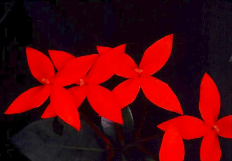 Claudia Uribe Touri