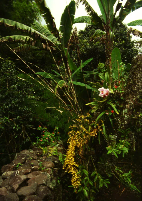 Claudia Uribe Touri