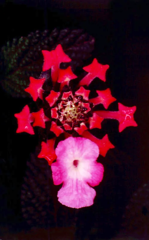 Claudia Uribe Touri