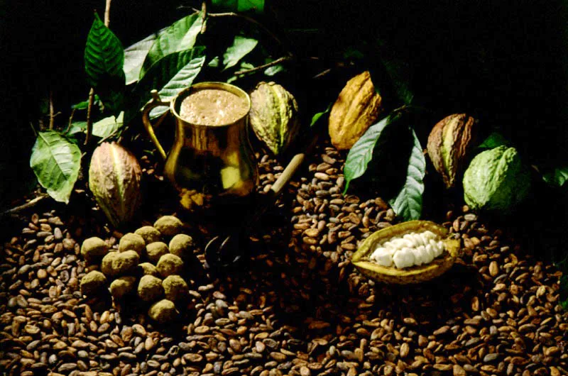 Cacao 