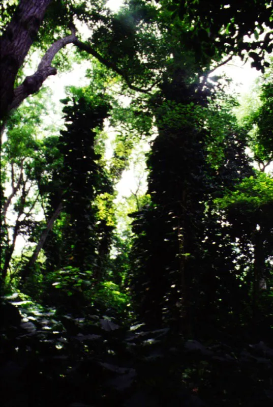 Selva en el Magdalena Medio, Santander. 