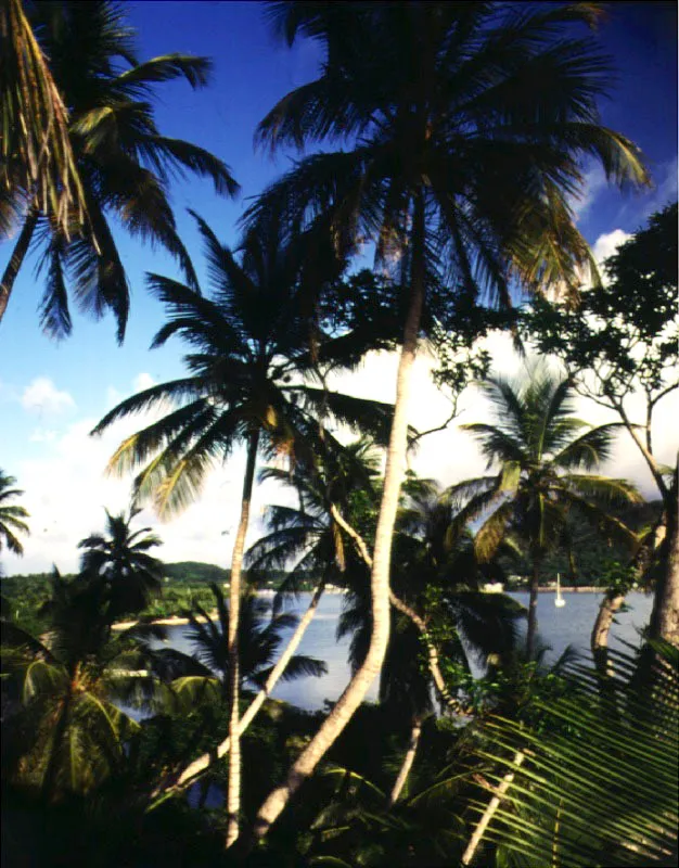 Cocoteros en Santa Catalina, Providencia.