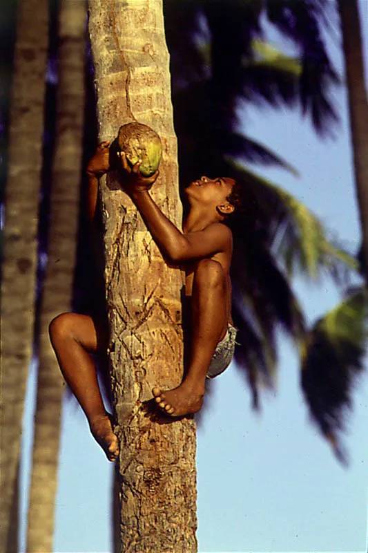 Nativo coge cocos en San Andrés