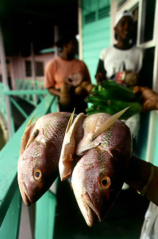 Pargos Rojos de las islas de San Andrés.