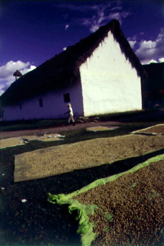Secadero de café en Pisimbala, Cauca.