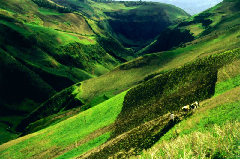 Yunta de bueyes en los alrededores de Pasto, Nario.  