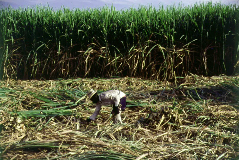 Plantación de caña de azúcar. Valle del Cauca.