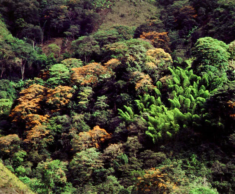Guaduales y bosque de cambujos cerca de Armenia, Quindio.
