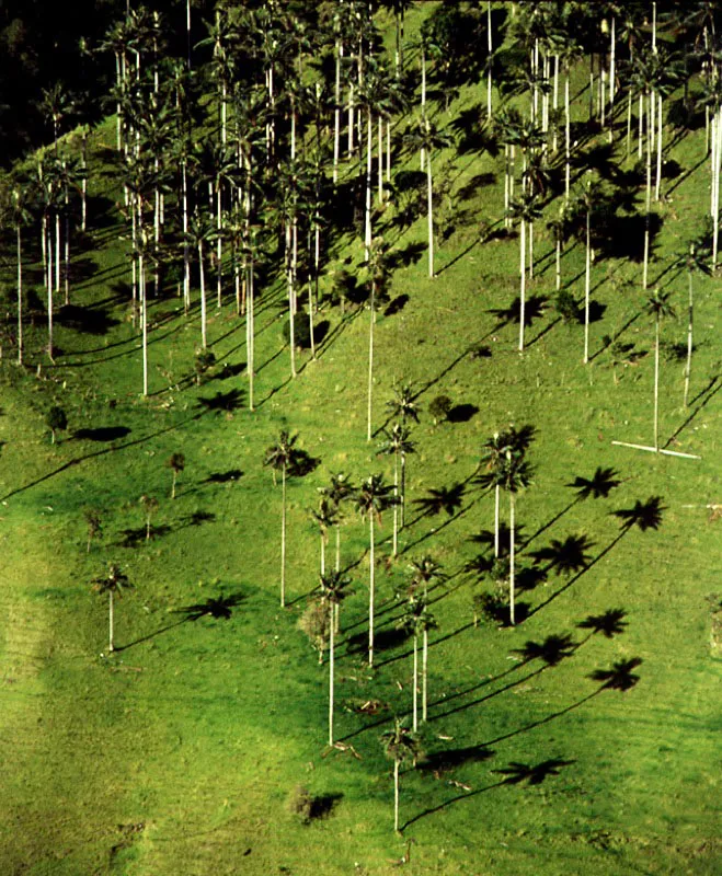 Palmas de cera en el Quindio.