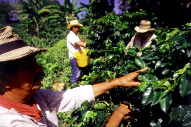 Recolectores de café en Bolombolo, Antioquia.