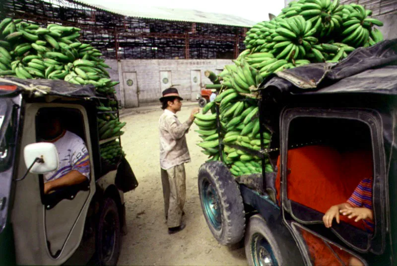 Comercio de plátano. Armenia, Quindío.