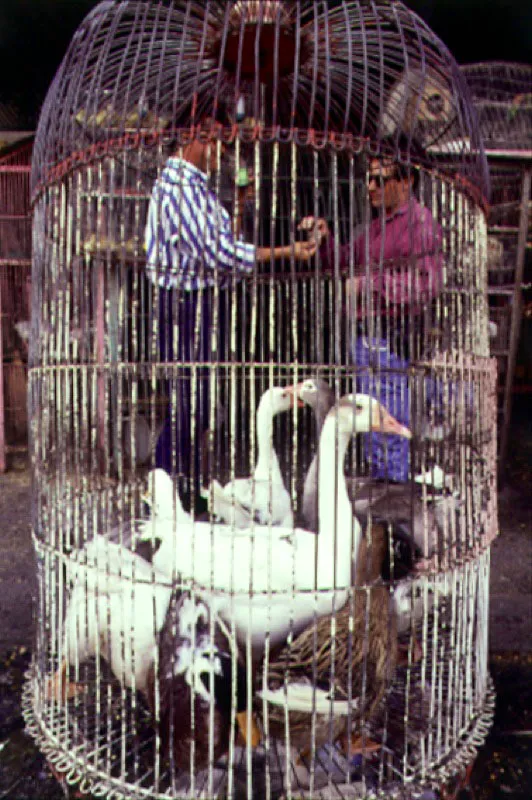 Gansos en el mercado de Medellín, Antioquia.