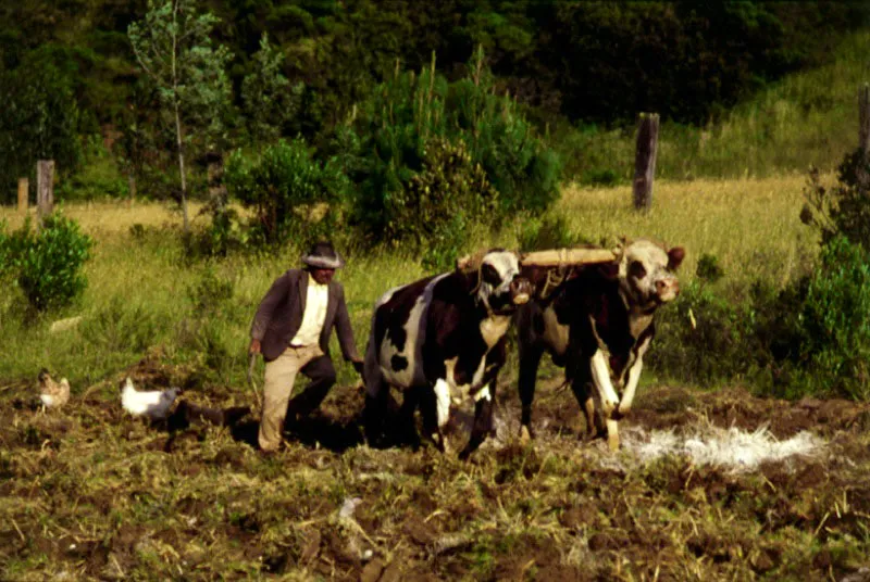 Arado con yunta de bueyes. Pantano de Vargas, Boyacá.