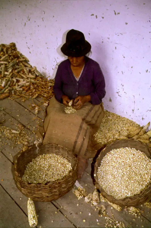 Recolección de cebada, Cundinamarca.