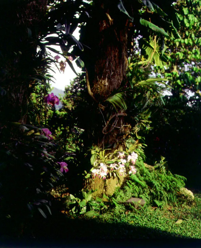 Jardín en Bucaramanga, Santander.