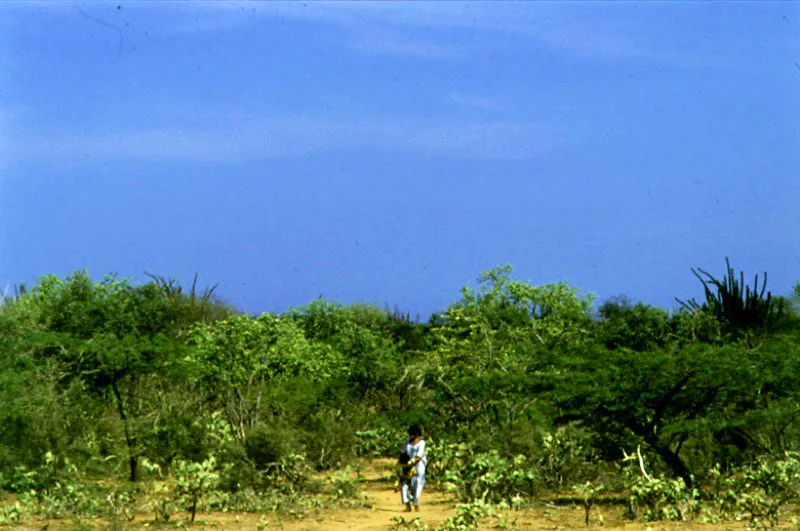 Alrededores de Uribia, La Guajira. 