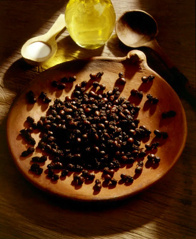Hormigas culonas.