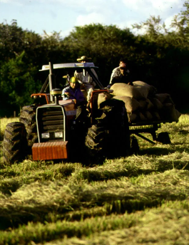 Recolección de arroz en el Guamo, Tolima.