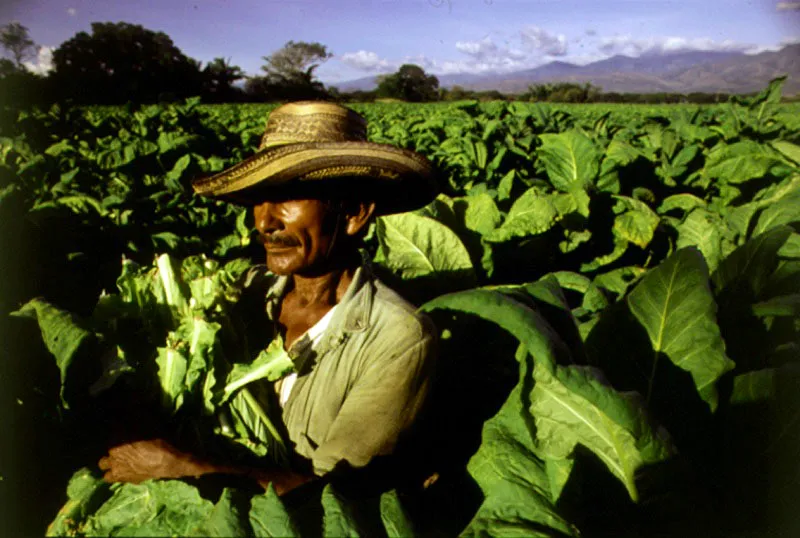 Plantación de tabaco en Neiva, Huila.