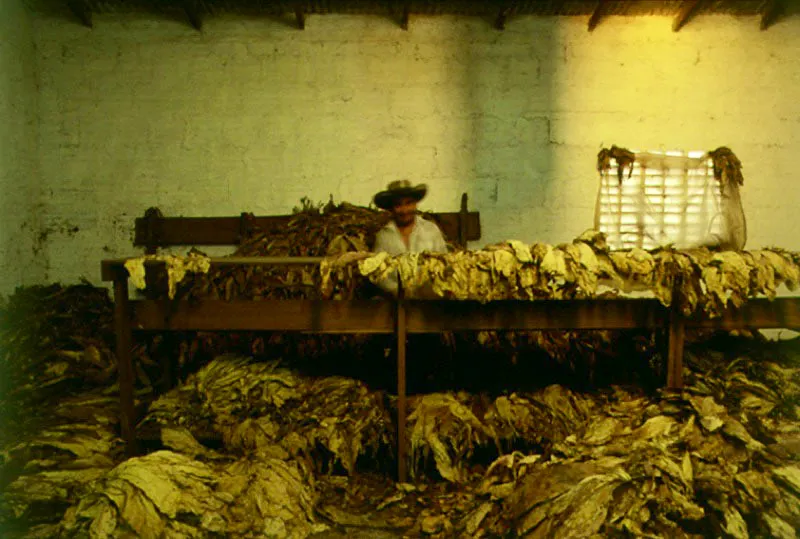 Procesamiento de tabaco en Campoalegre, Huila.