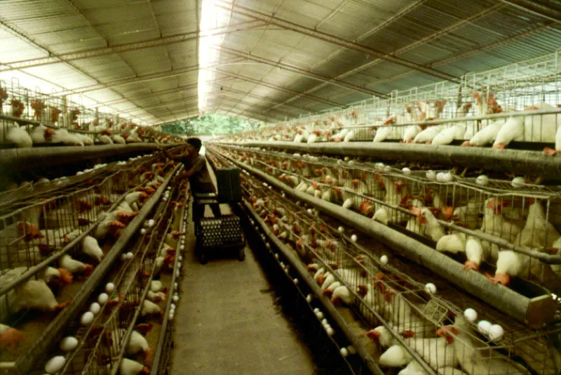 Galpones de pollos. Neiva, Huila.