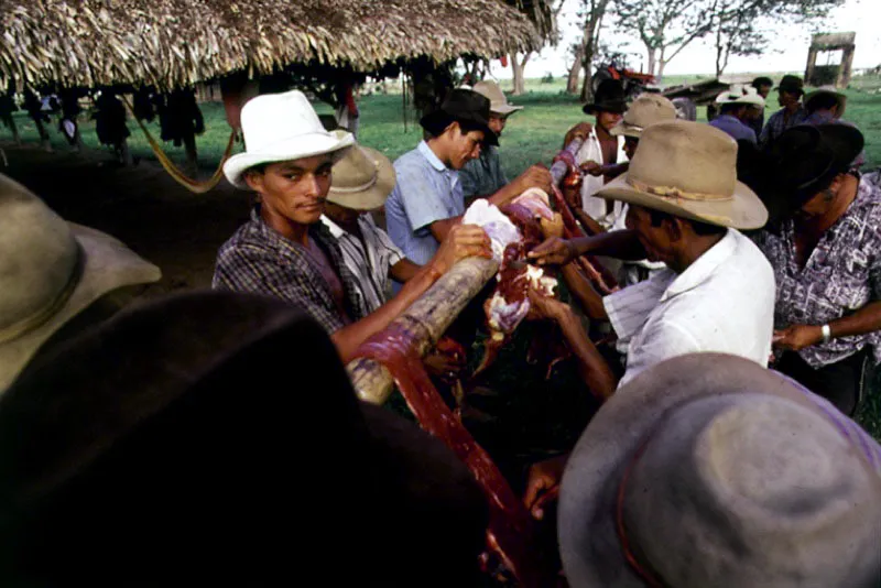 Preparación de la ternera a la llanera en los alrededores de Yopal, Casanare.