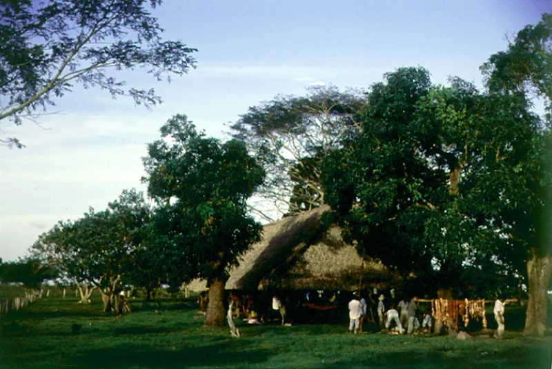Preparación de la ternera a la llanera en los alrededores de Yopal, Casanare.