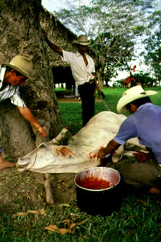 Sacrificio de una res, Casanare. 