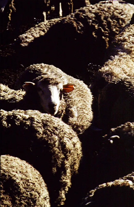 Las Cabaas. Sierra Nevada del Cocuy, Boyac. Cristbal von Rothkirch