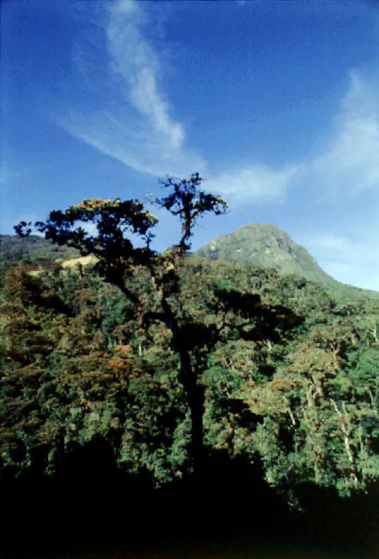 Morro Gacho, Quindo. Cristbal von Rothkirch