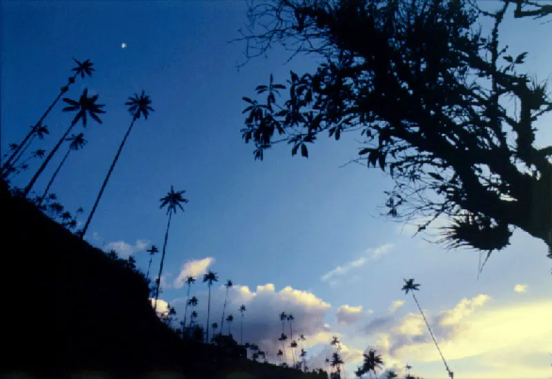 Palmas de cera. Valle de Cocora, Quindo Cristbal von Rothkirch