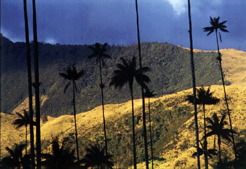 Valle de Cocora, Quindo. Cristbal von Rothkirch