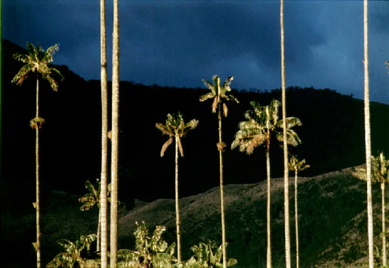 Valle de Cocora, Quindo. Cristbal von Rothkirch