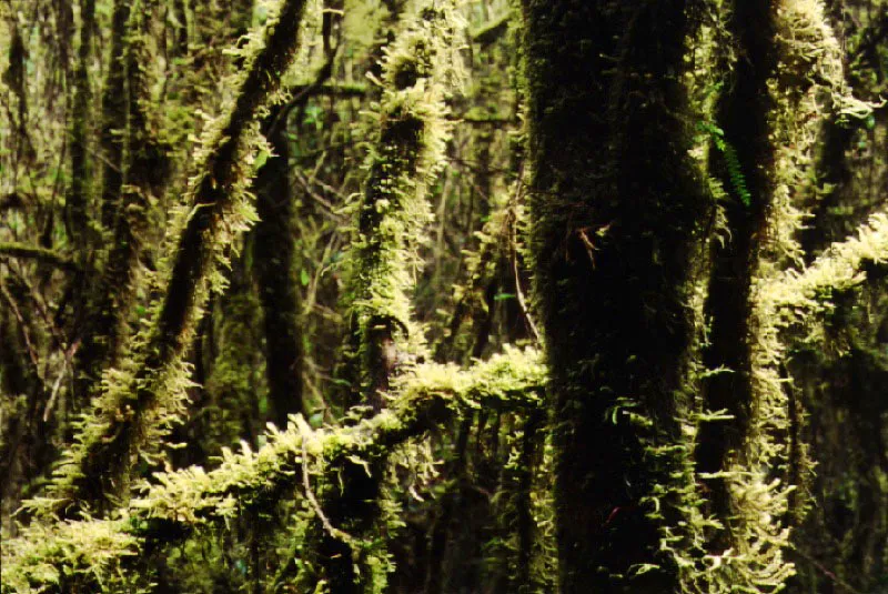 Parque Nacional Purac, Cauca. Cristbal von Rothkirch