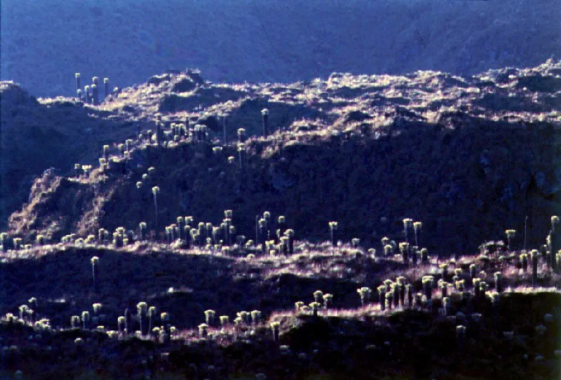 Laguna del Otn, Risaralda. Cristbal von Rothkirch